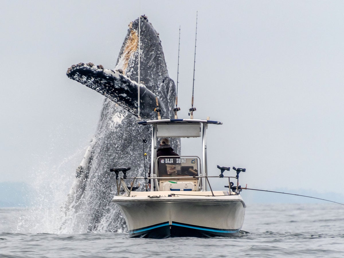 Humpback whale narrowly misses fishing boat as it bursts from water | The  Independent | The Independent