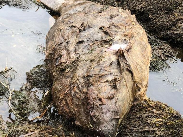 Derek Gow says the pregnant beaver (pictured) was shot in the head and then "suffered for some time" before being killed with a rifle