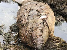 Scottish beavers being ‘cruelly bludgeoned to death’, campaigners say