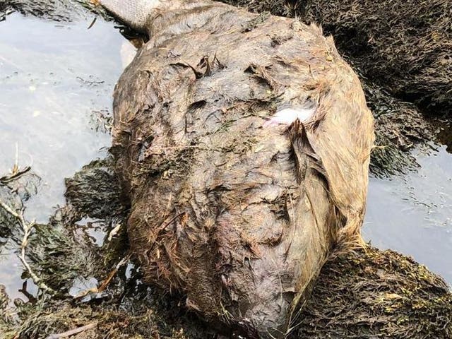 Derek Gow says the pregnant beaver (pictured) was shot in the head and then "suffered for some time" before being killed with a rifle