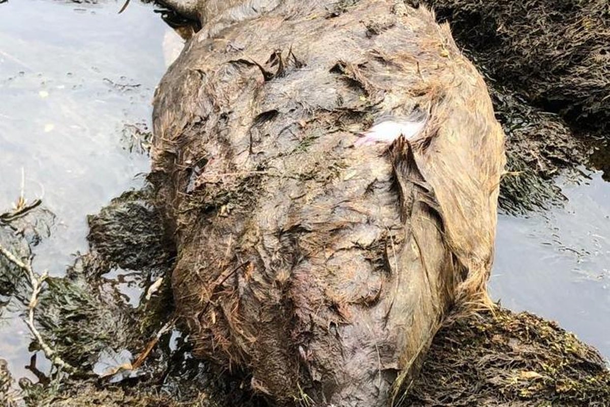 Scottish beavers 'cruelly bludgeoned to death' despite legal protections | The Independent | The Independent