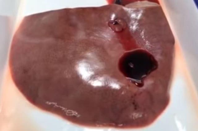 Scientists punctured a hole in four pig hearts and then applied the glue to the wound