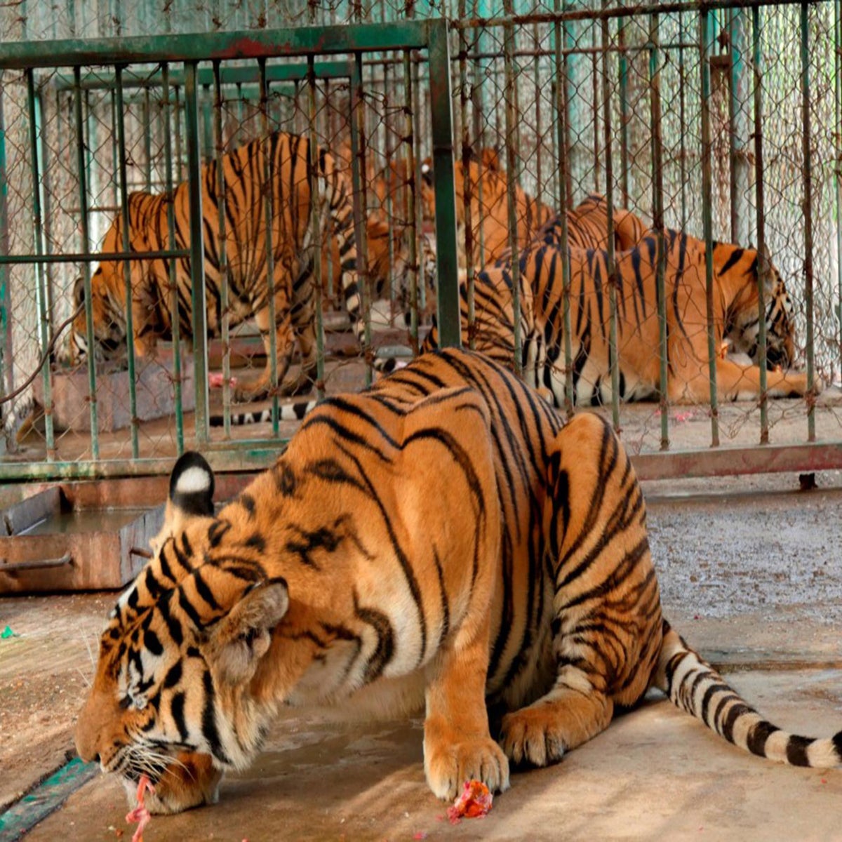 Tiger cubs bred in captivity and then FROZEN so they can be sold to make  GLUE