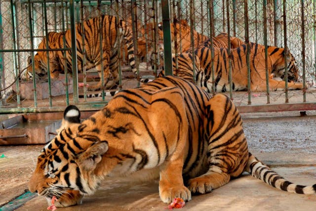 Caged tigers feed on raw chicken in cages in northern Laos