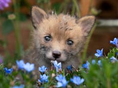 Animal lovers hail Tory manifesto pledge to drop fox-hunting revival