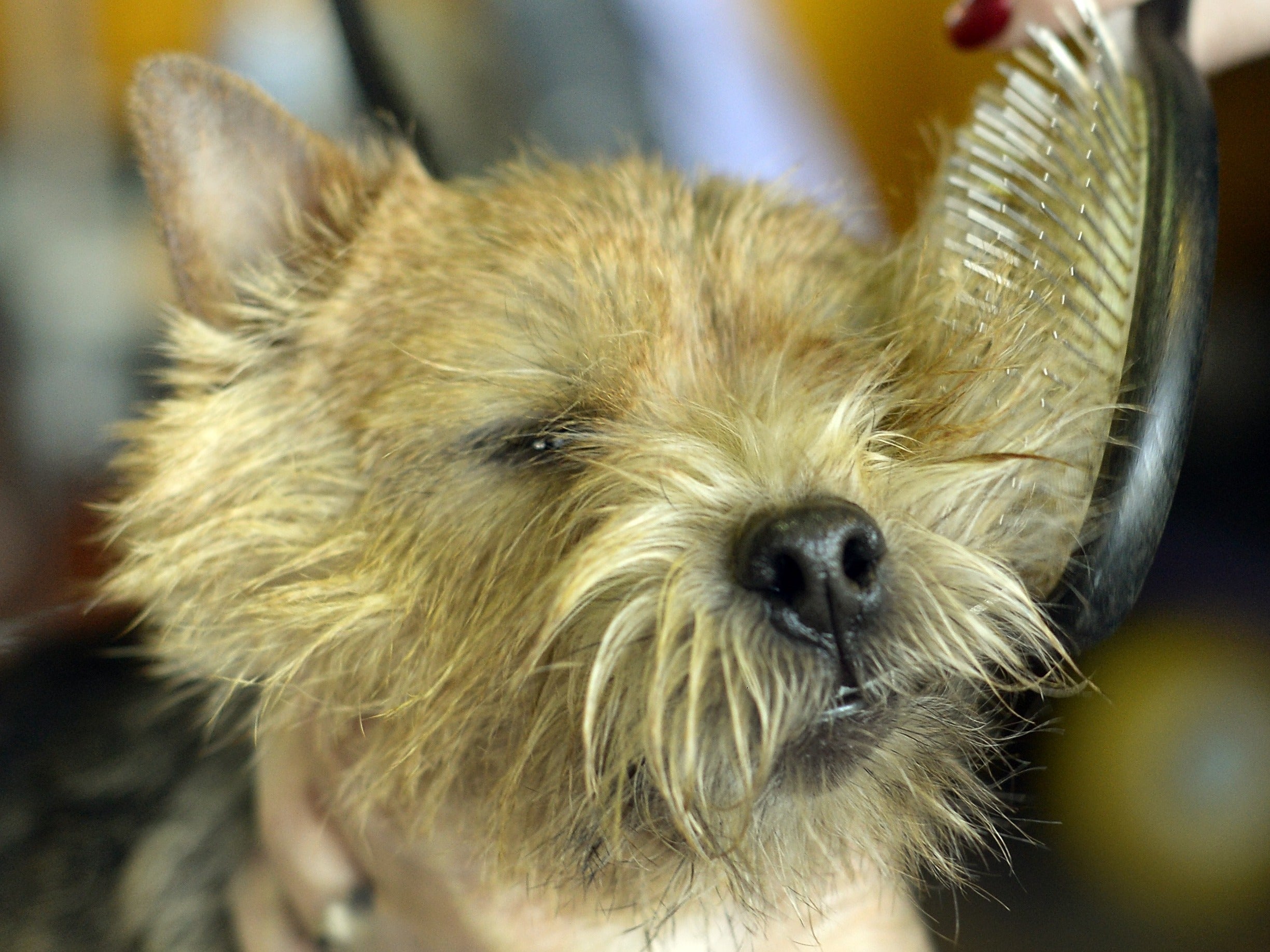 A Norwich terrier photographed in New York City
