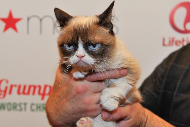Grumpy Cat appears at Lifetime's Grumpy Cat's Worst Christmas Ever event at Macy's Union Square on November 21, 2014 in San Francisco, California