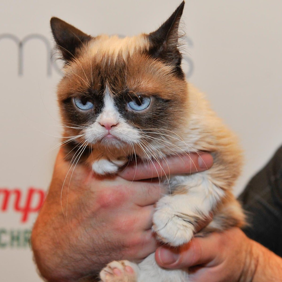 Grumpy Cat death: Beloved pet and internet meme sensation dies, The  Independent