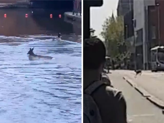 A deer has been spotted swimming in a Manchester canal.