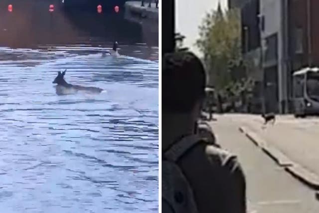 A deer has been spotted swimming in a Manchester canal.
