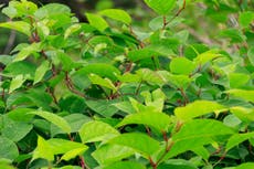 How Japanese knotweed can wipe thousands off your house price