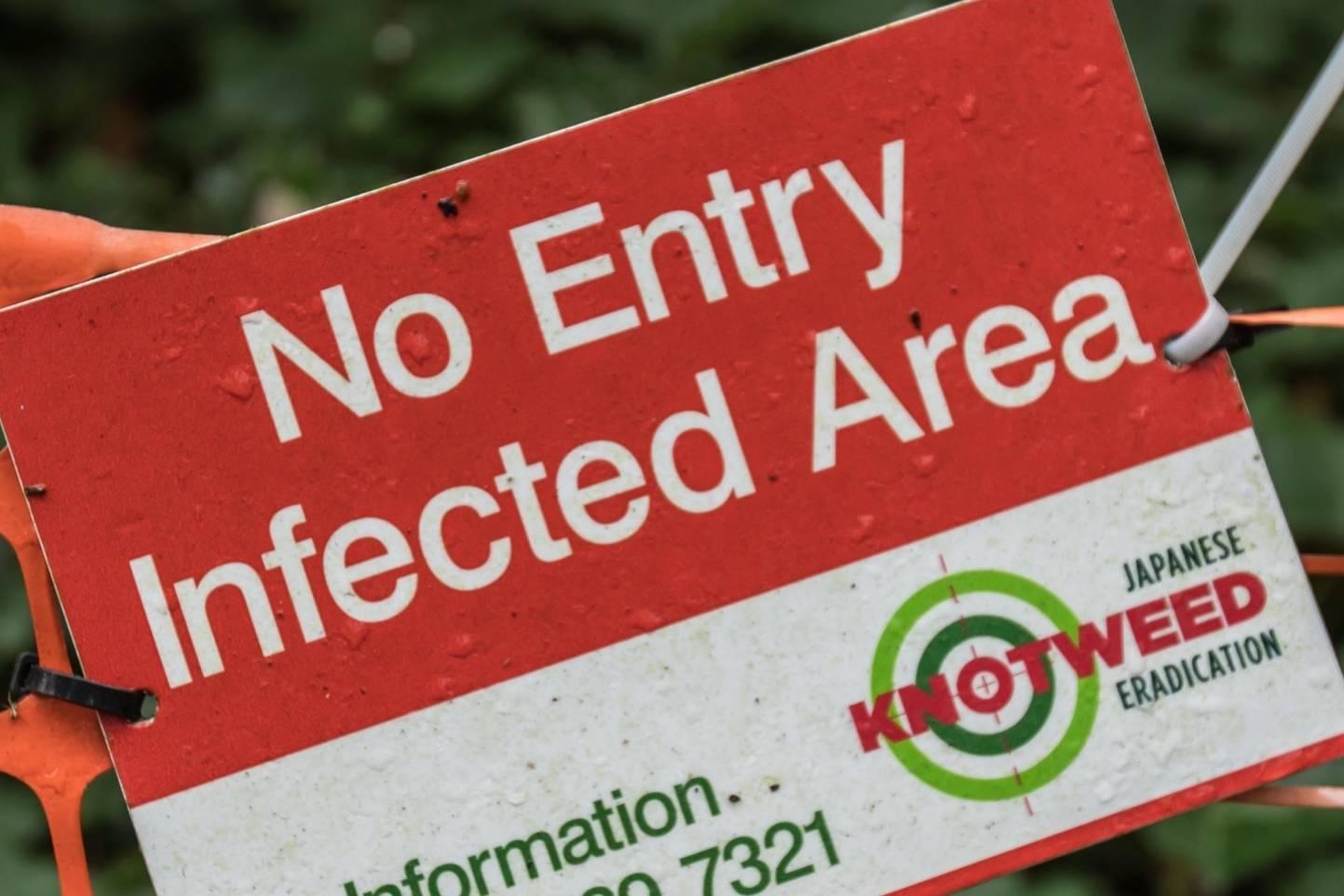 How to get rid of the notoriously rampant Japanese knotweed