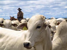Supermarkets ‘buy beef linked to Amazon rainforest destruction’