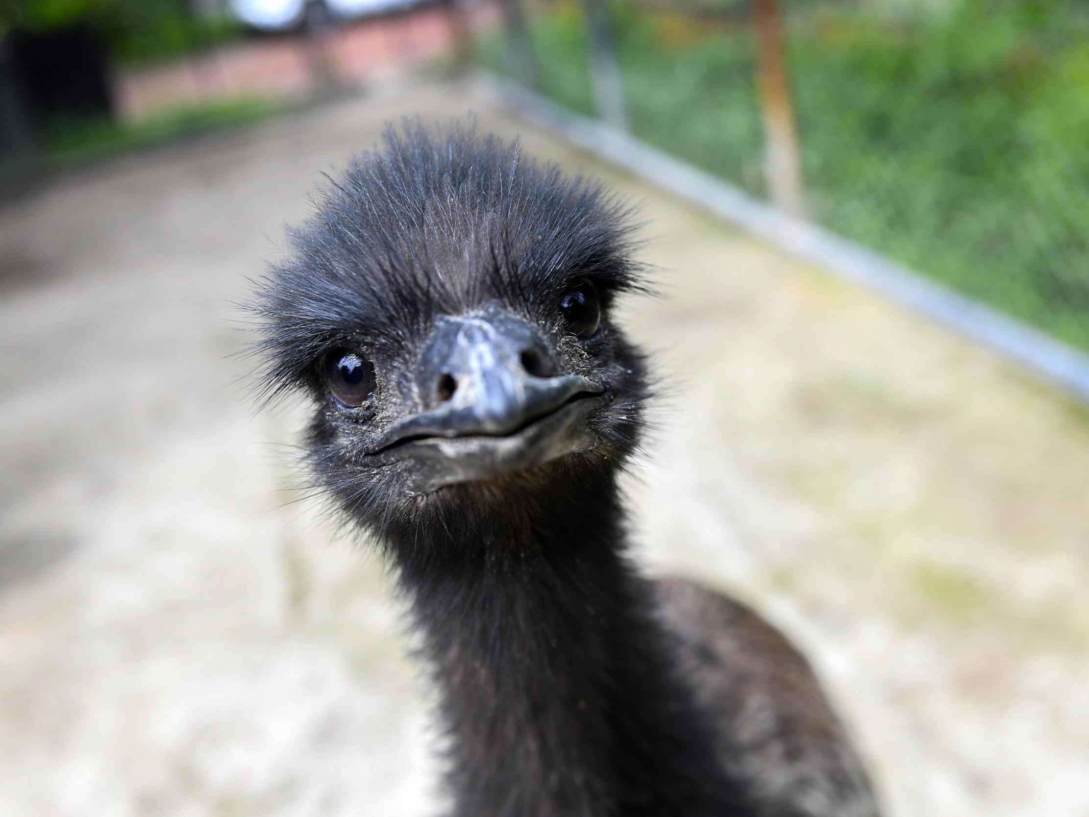Emus can run at up to 30mph; the Ecclefechan escapee had been bought from a farm only 24 hours earlier