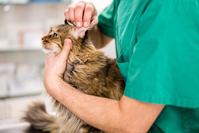 File image of vet checking cat