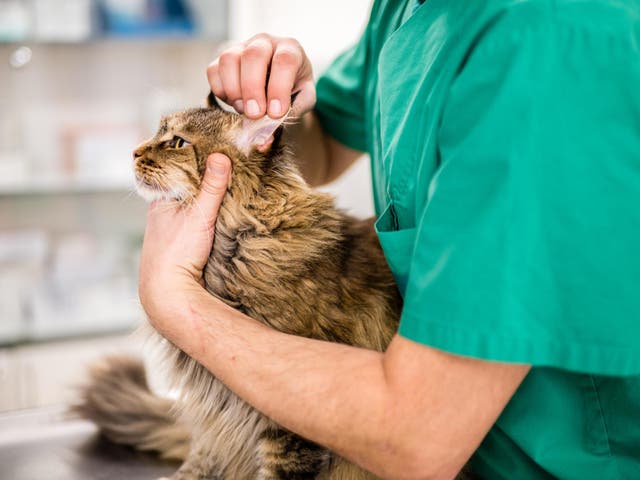 File image of vet checking cat