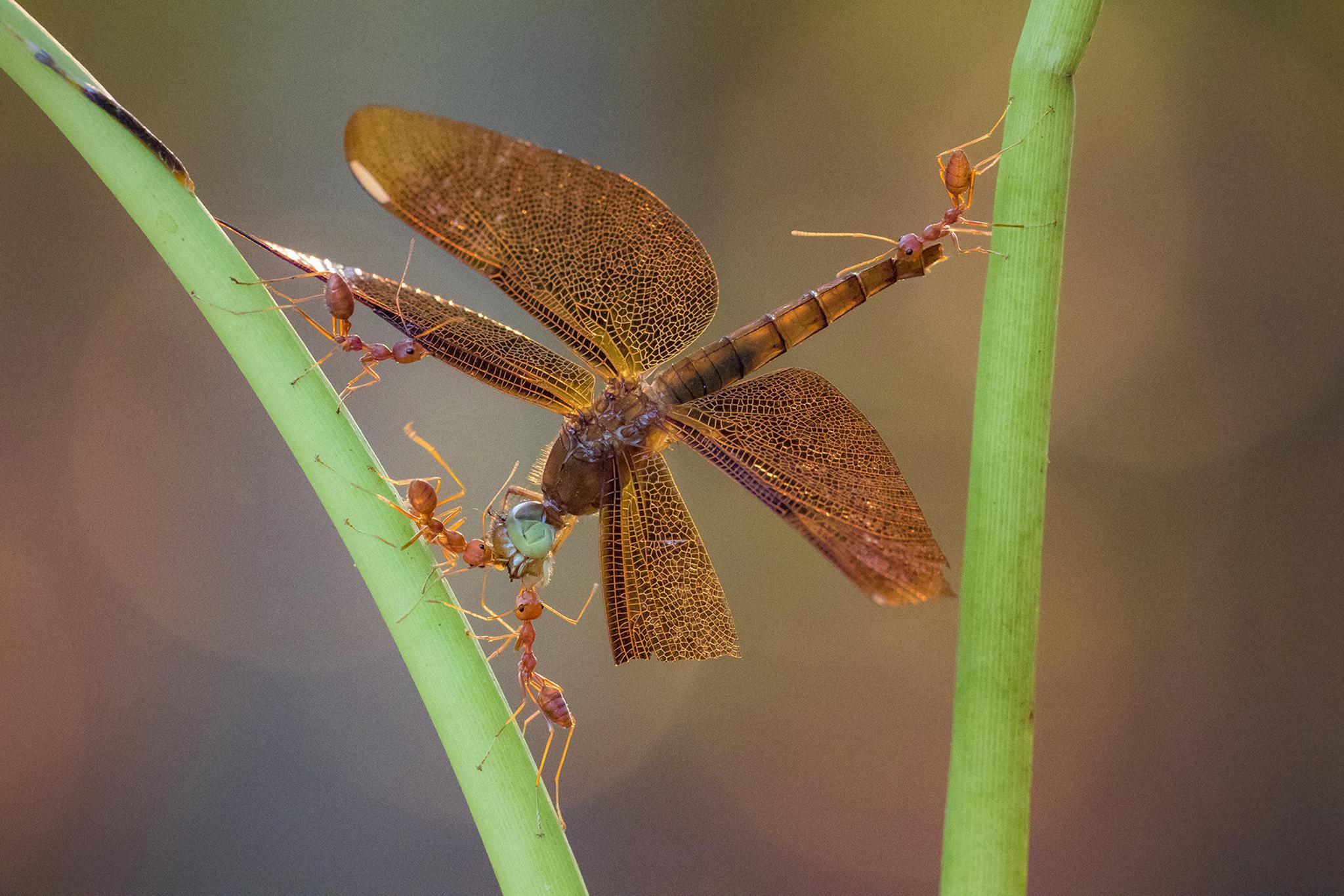 Red ants carry a dragonfly