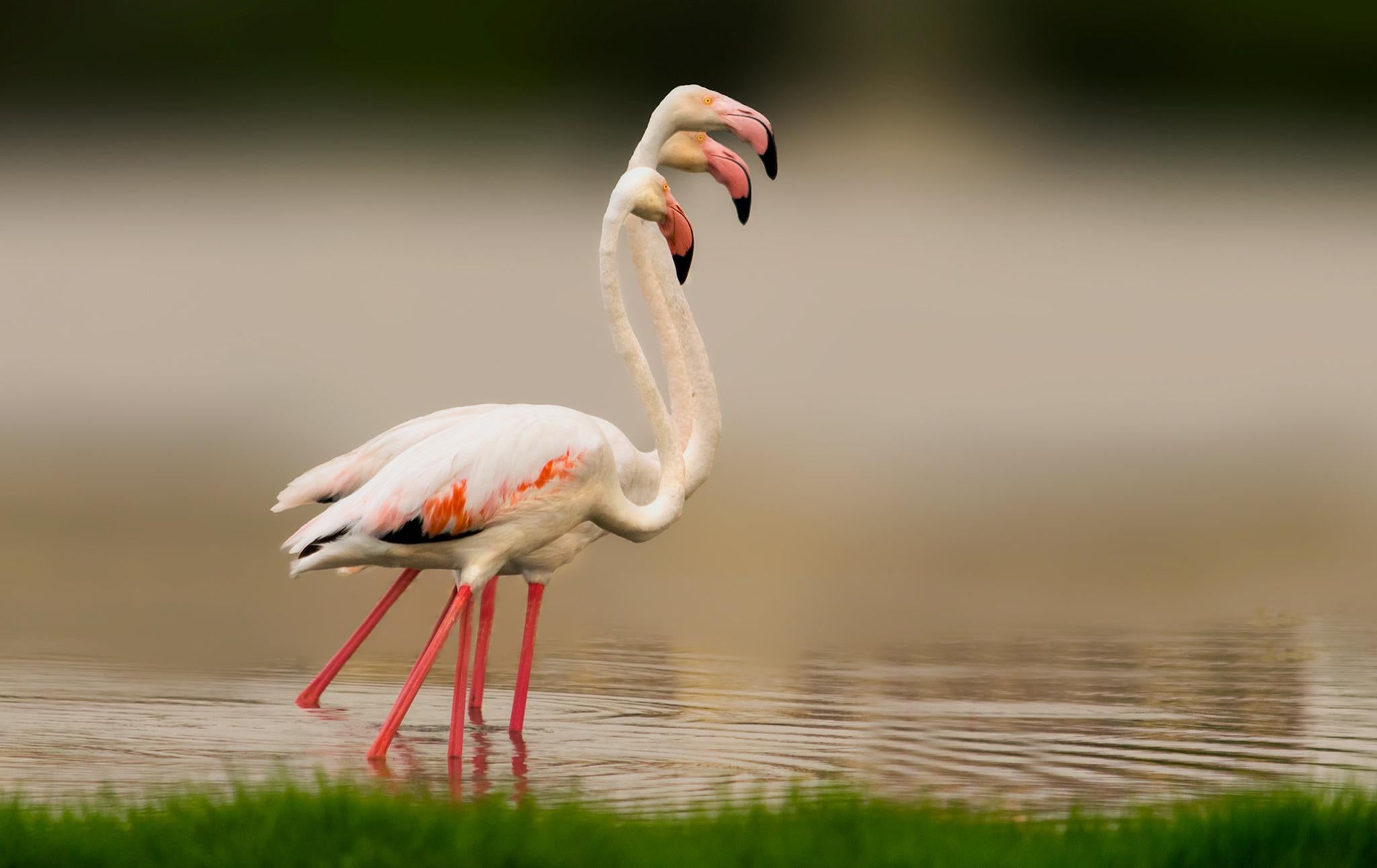 Flamingo Euthanised By Zoo After Child Throws Rock At It The