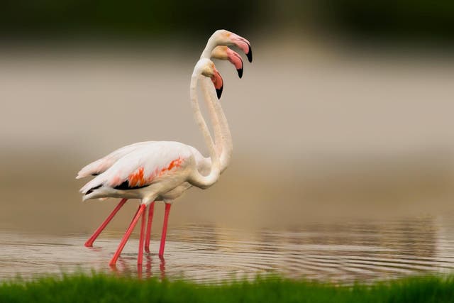 Flamingos are naturally found in the Middle East and in Africa