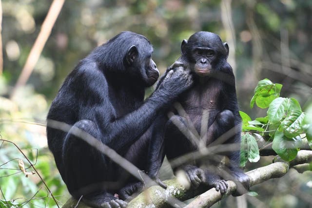 Pictured: A young juvenile male bonobo is groomed by his mum