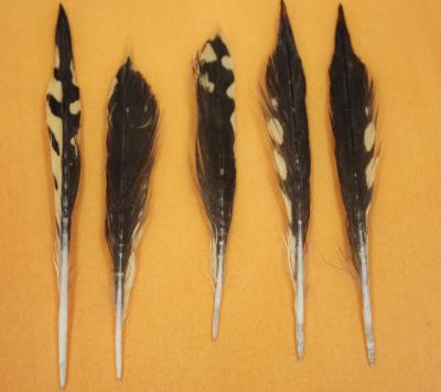 Pictured are songbird feathers found in the stomach of a baby tiger shark