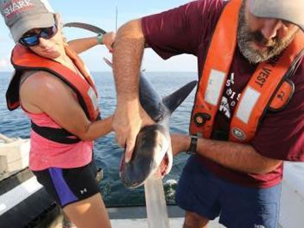 Baby sharks are eating songbirds, scientists discover | The Independent