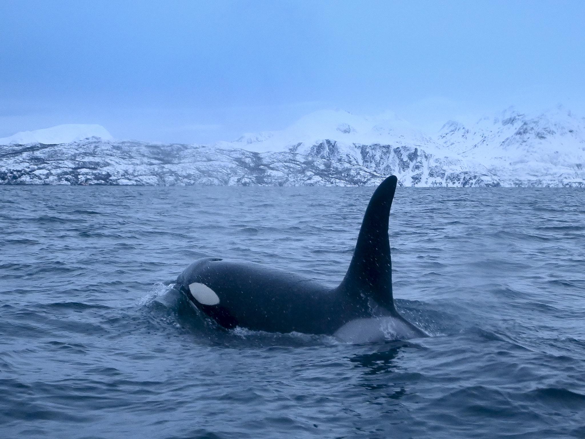 An orca chases herrings in the Reisafjorden fjord region in Norway