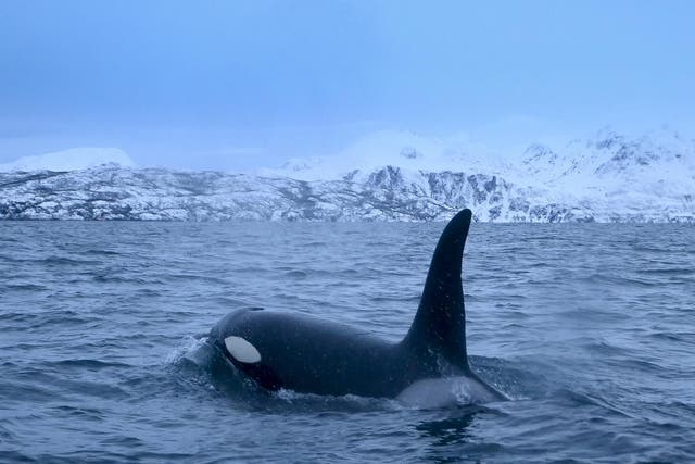 An orca chases herrings in the Reisafjorden fjord region in Norway