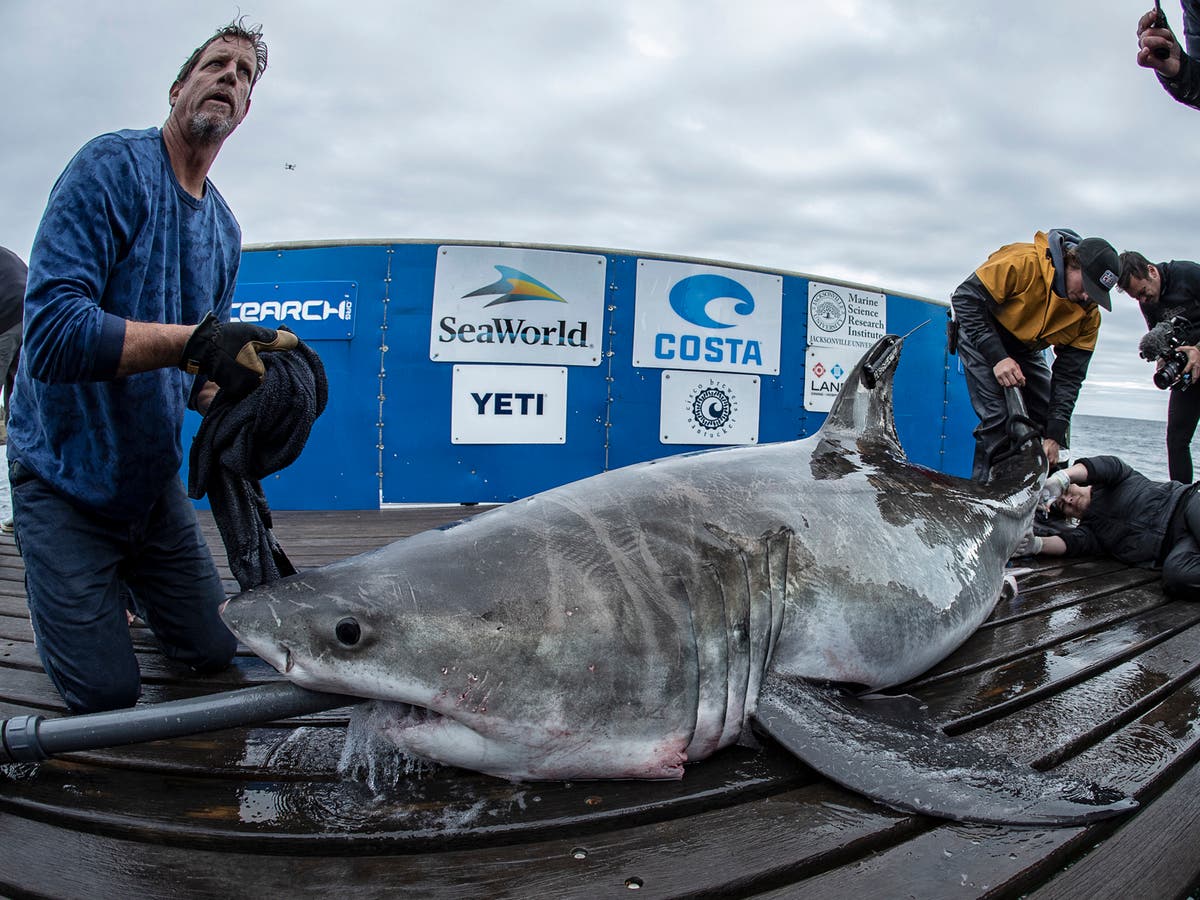 Great White Shark Spotted Off Coast Of Long Island: Ocearch