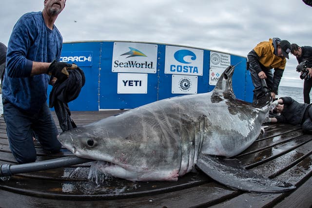 A great white shark named Cabot is tagged by scientists from ocean research company Ocearch