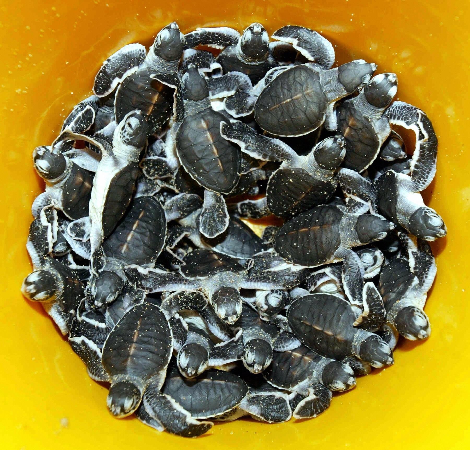 Leatherback turtle hatchlings are gathered in a bucket before their release into the sea in Malaysia