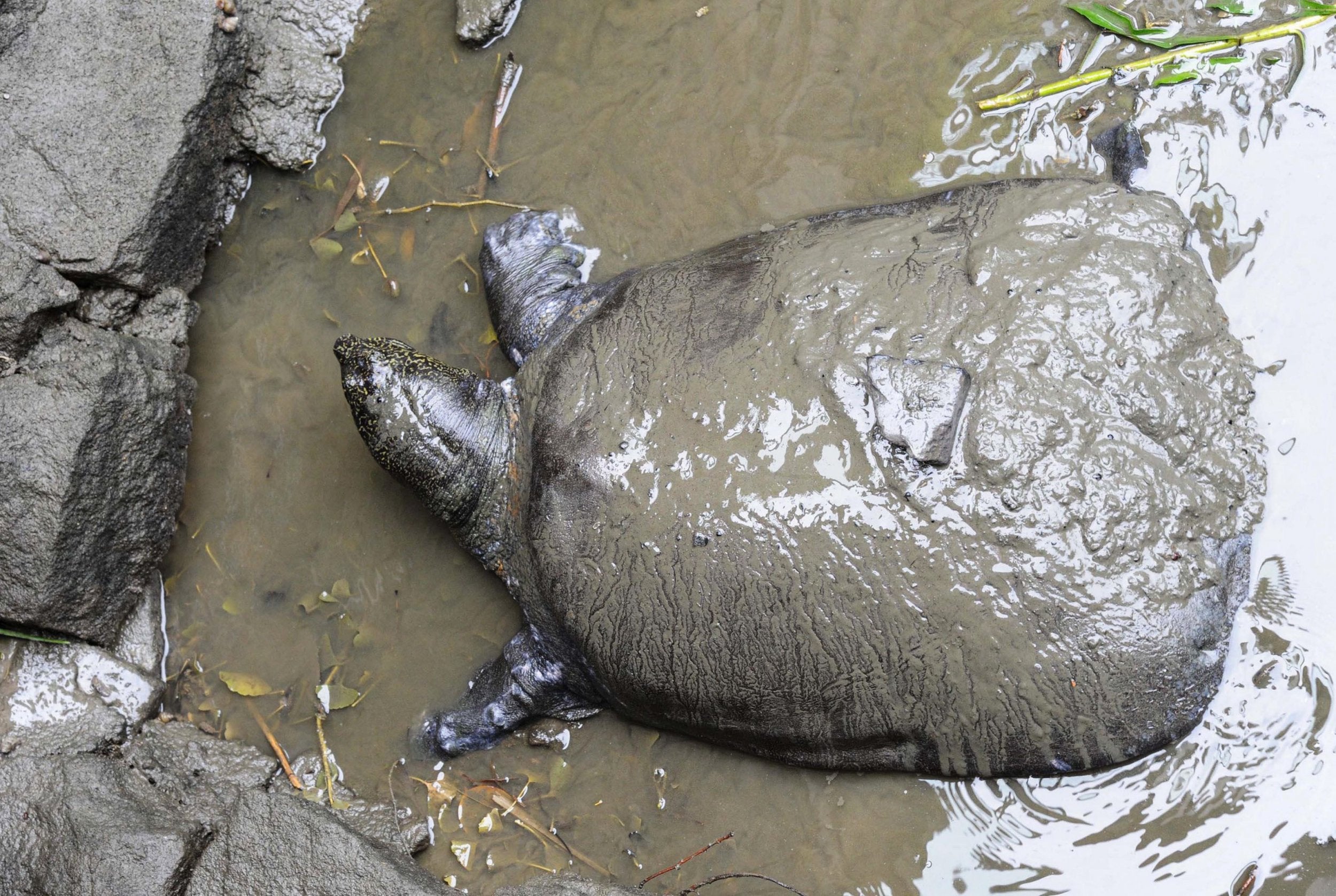 The Yangtze giant softshell turtle is on the brink of extinction after the death of the last female