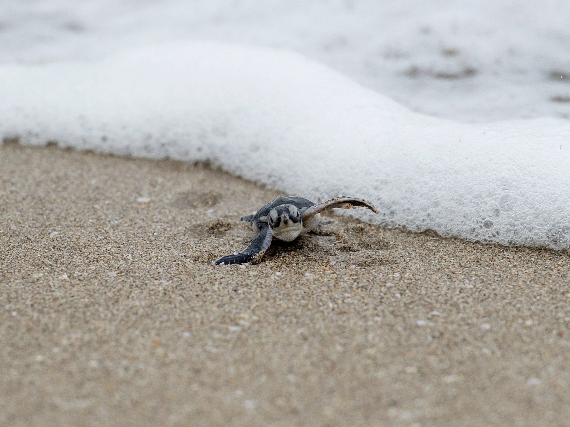 A newborn green turtle after being released at a beach on Thameehla Island in Myanmar