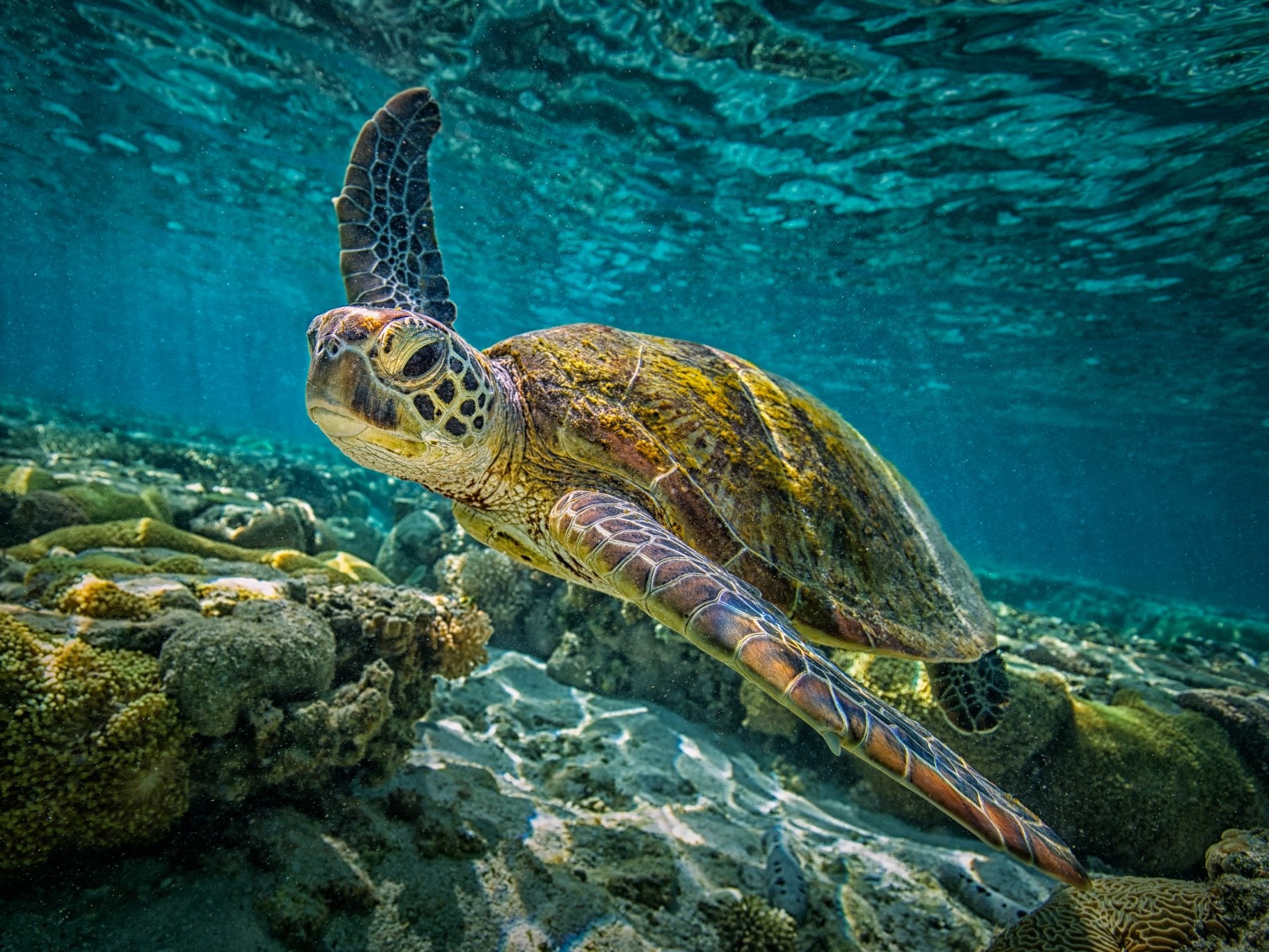 A green turtle swims through the pristine waters of the Great Barrier Reef