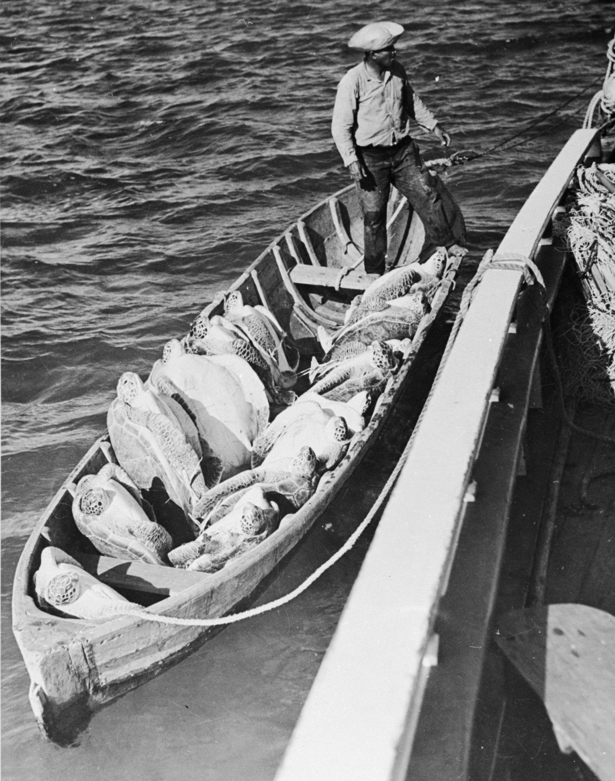 A fair day’s turtle catch in 1955