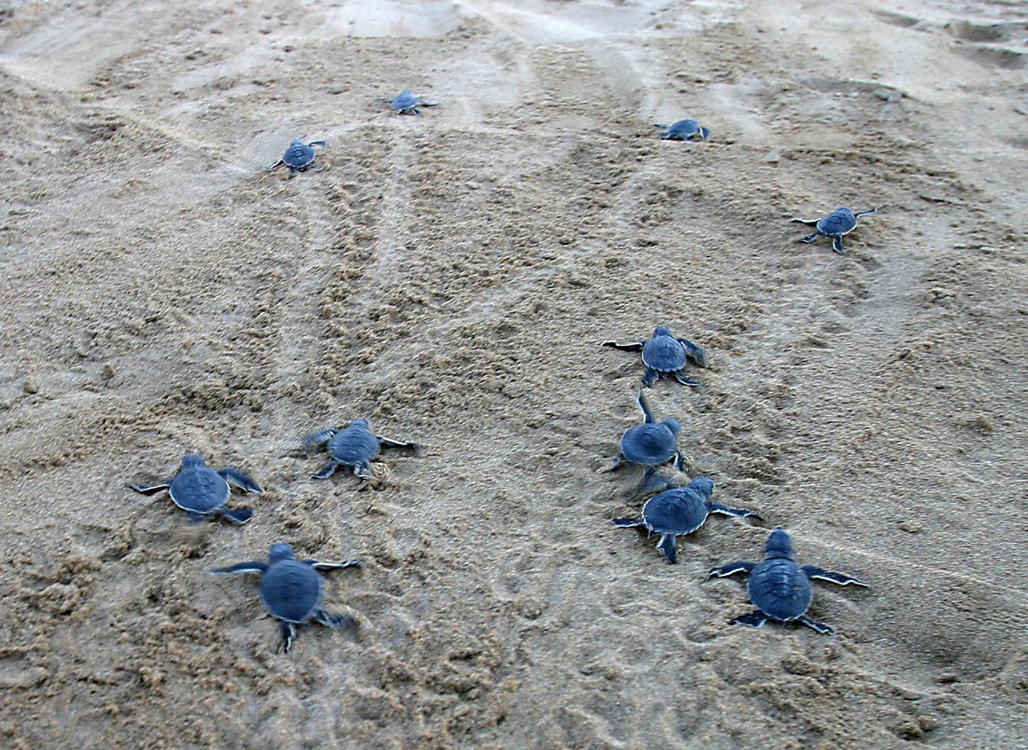 Every year between the end of May and the beginning of August, Caretta caretta and Chelonia mydas turtles come in their hundreds to lay eggs in Cyprus