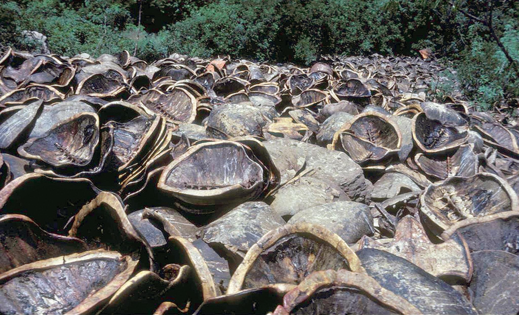 Around 45,000 turtles are poached for their meat each year