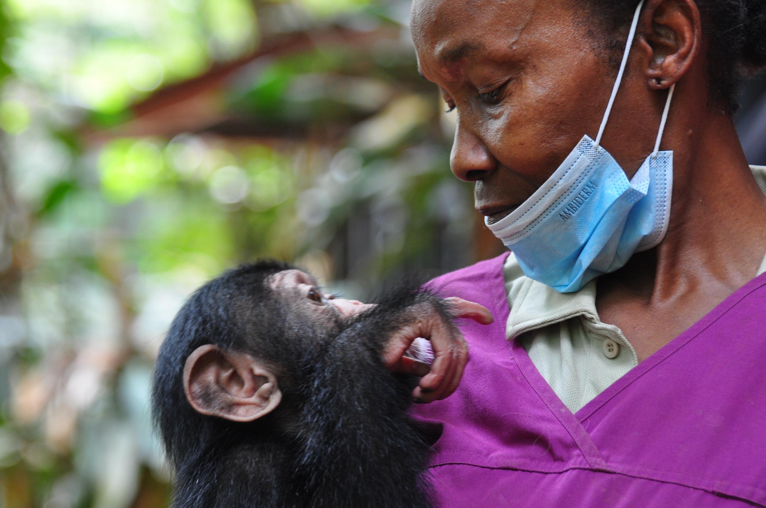 Mama P is a surrogate mum at Tacugama Chimpanzee Sanctuary