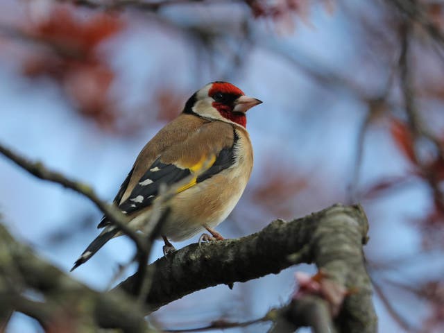British bird-lovers are “reshaping entire bird communities” by leaving out food. Pictured is a goldfinch