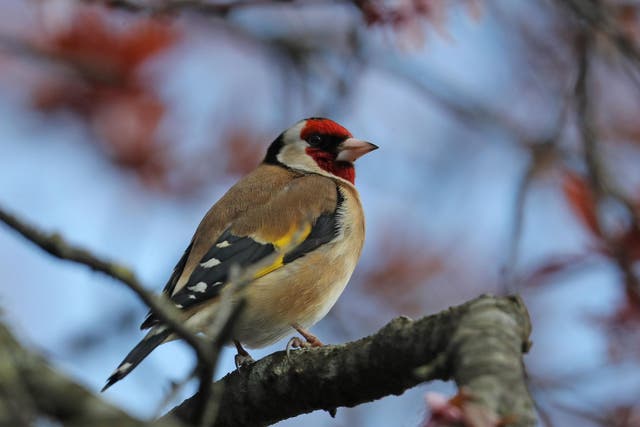British bird-lovers are “reshaping entire bird communities” by leaving out food. Pictured is a goldfinch