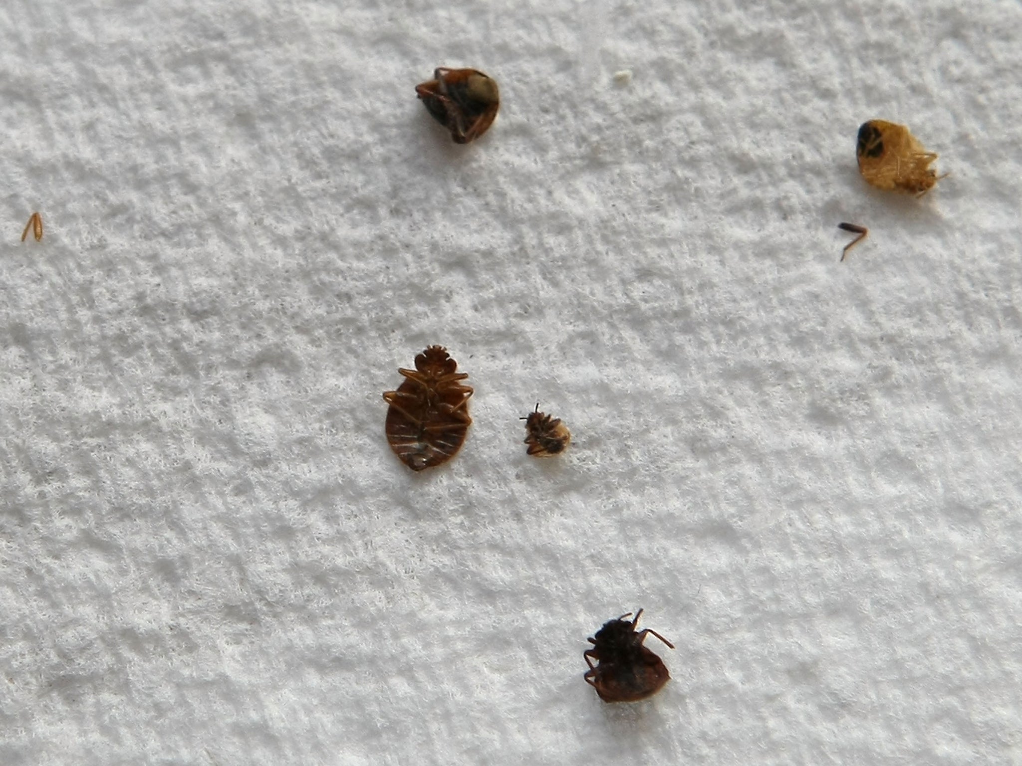 France has opened an bedbugs information hotline to help protect people as the number of infestations rises