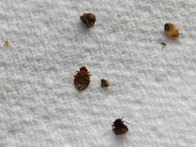 New York Bed Bugs 2017