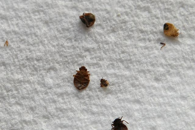 France has opened an bedbugs information hotline to help protect people as the number of infestations rises 