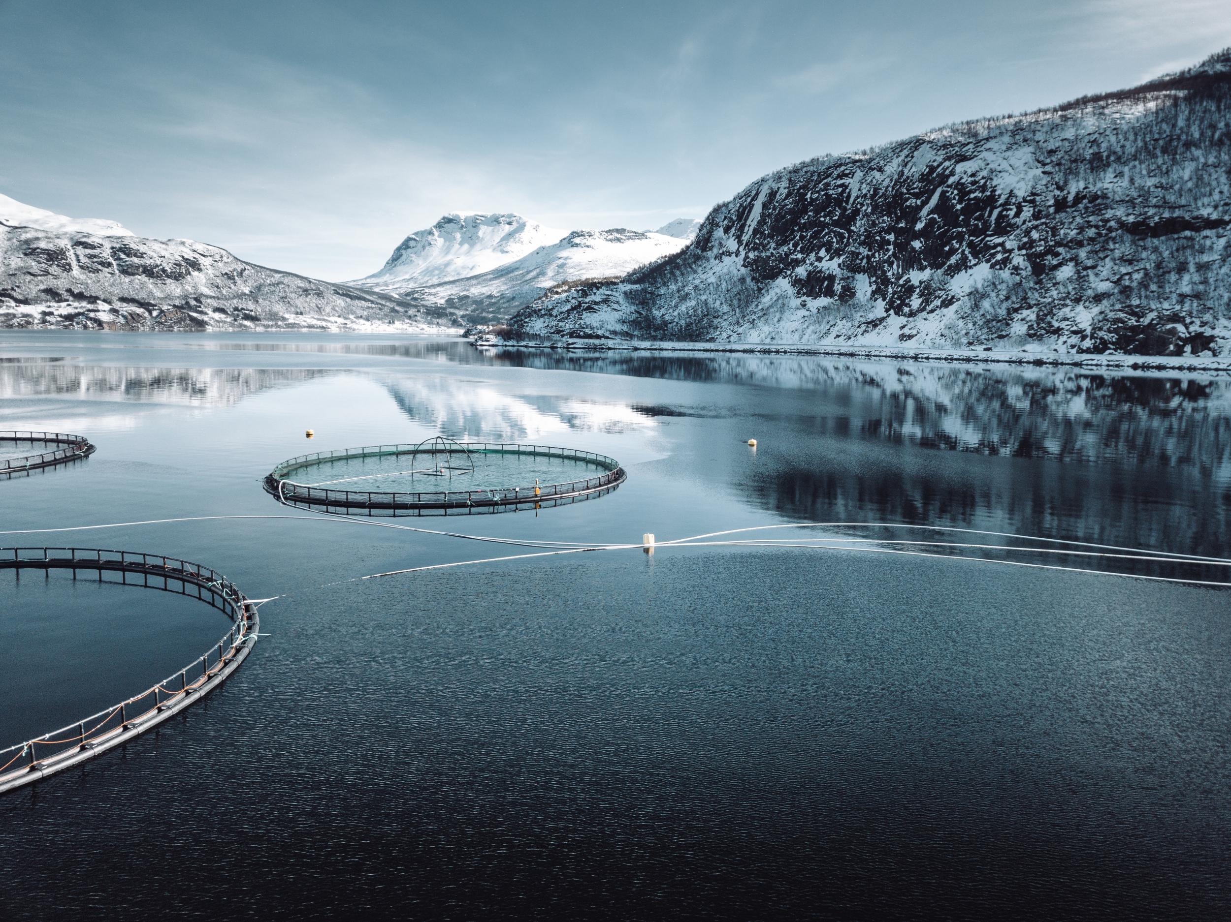 Fishing Creel -  Norway