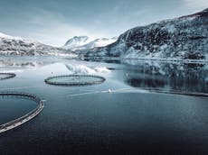 Eight million salmon killed in a week by surge of algae in Norway