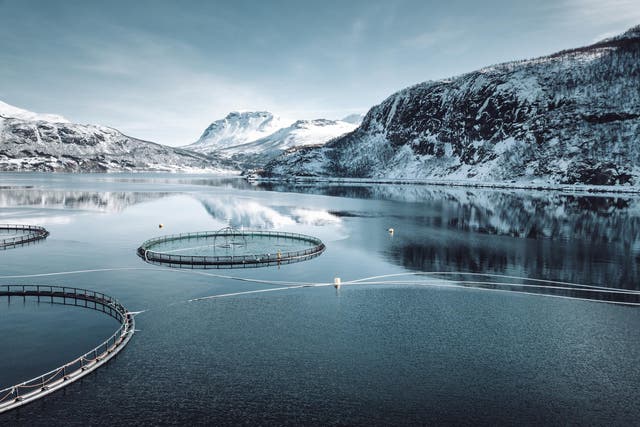 Norway exports over a million tonnes of farmed salmon every year