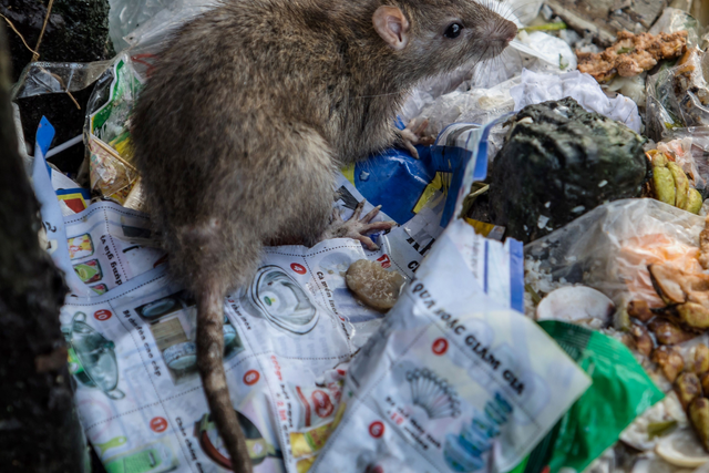 Rat sightings in New York reported to the city's hotline soared nearly 40 percent last year from 2014