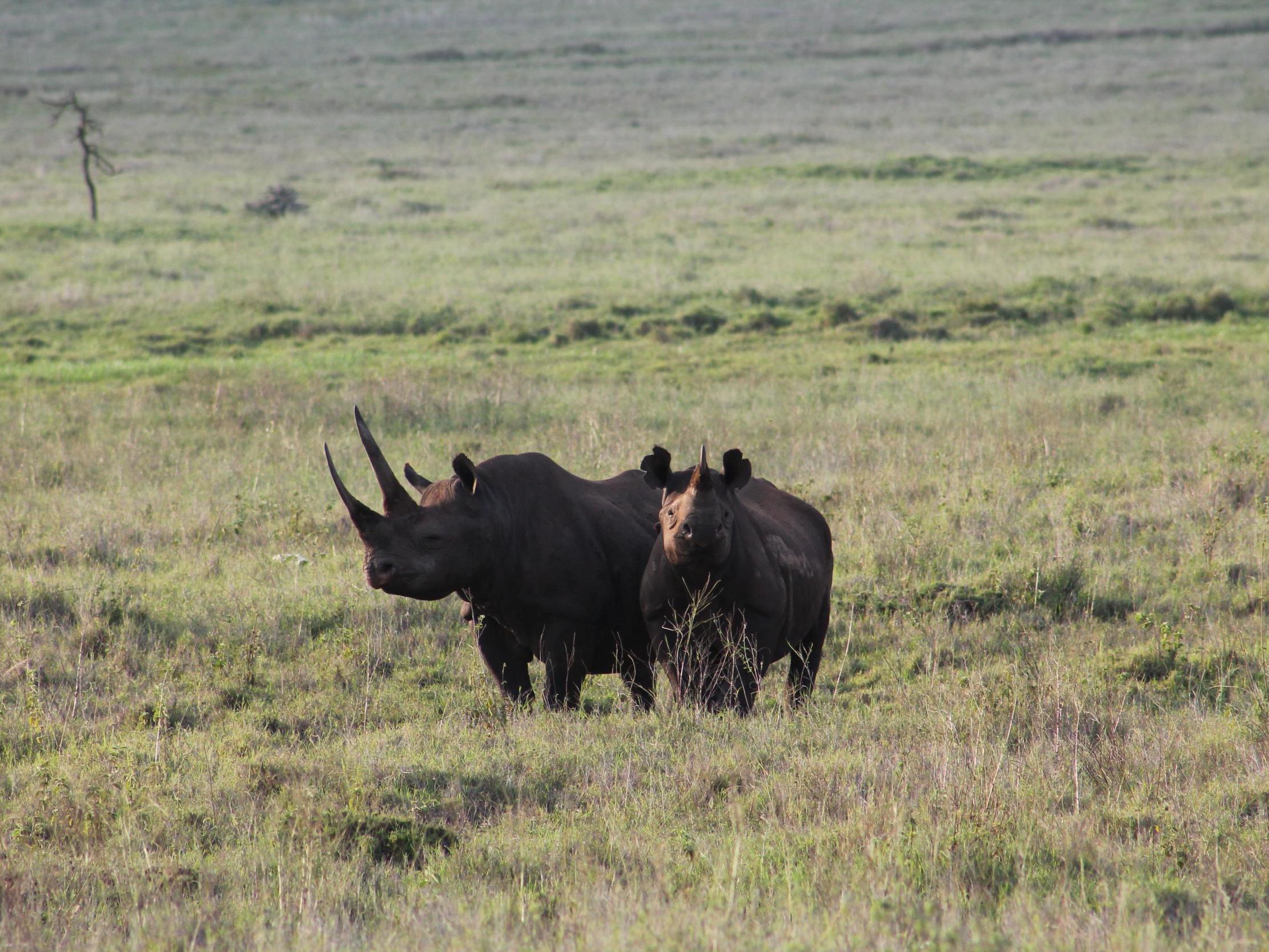 Less adaptable species slow-lived species like tawny eagles and rhinos (pictured) will go extinct, scientists warn