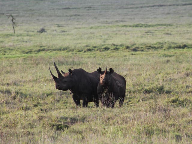 Less adaptable species slow-lived species like tawny eagles and rhinos (pictured) will go extinct, scientists warn