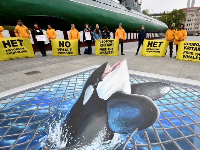 Greenpeace activists protest against the 'whale prison', where the mammals are kept in cage